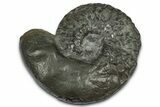 Triassic Ammonite (Ceratites sublaevigatus) Fossil - Germany #354093-1